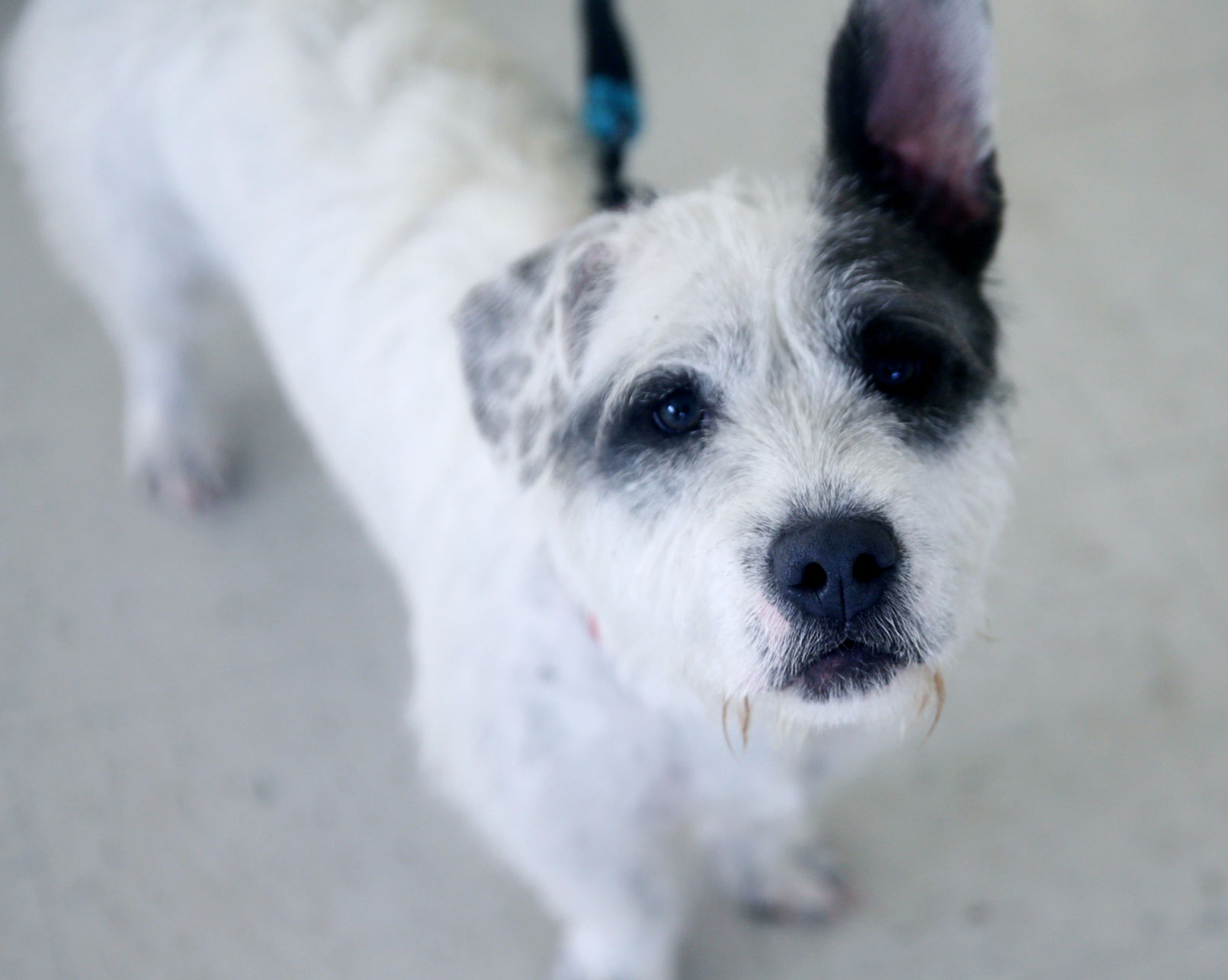 112719_PetGallery006_cs.JPG